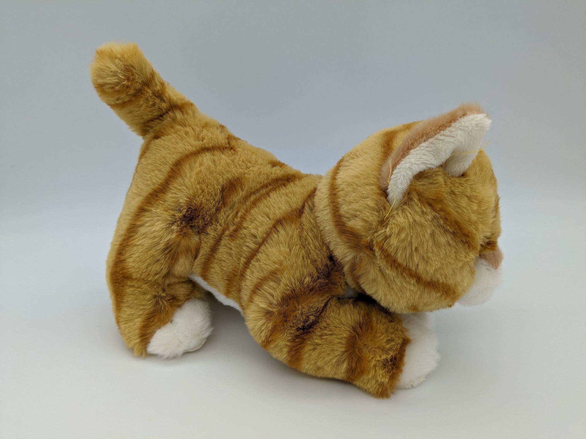 Orange Tabby